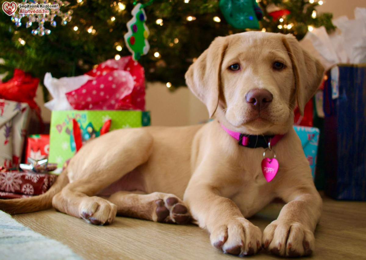 Élő állatot karácsonyra?! Ne!