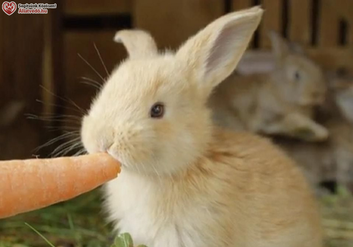 NyusziSTOP-ot kérnek az állatvédők húsvétra