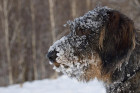 Figyeljünk oda a házi kedvencekre is a hideg télben - állatvédelem