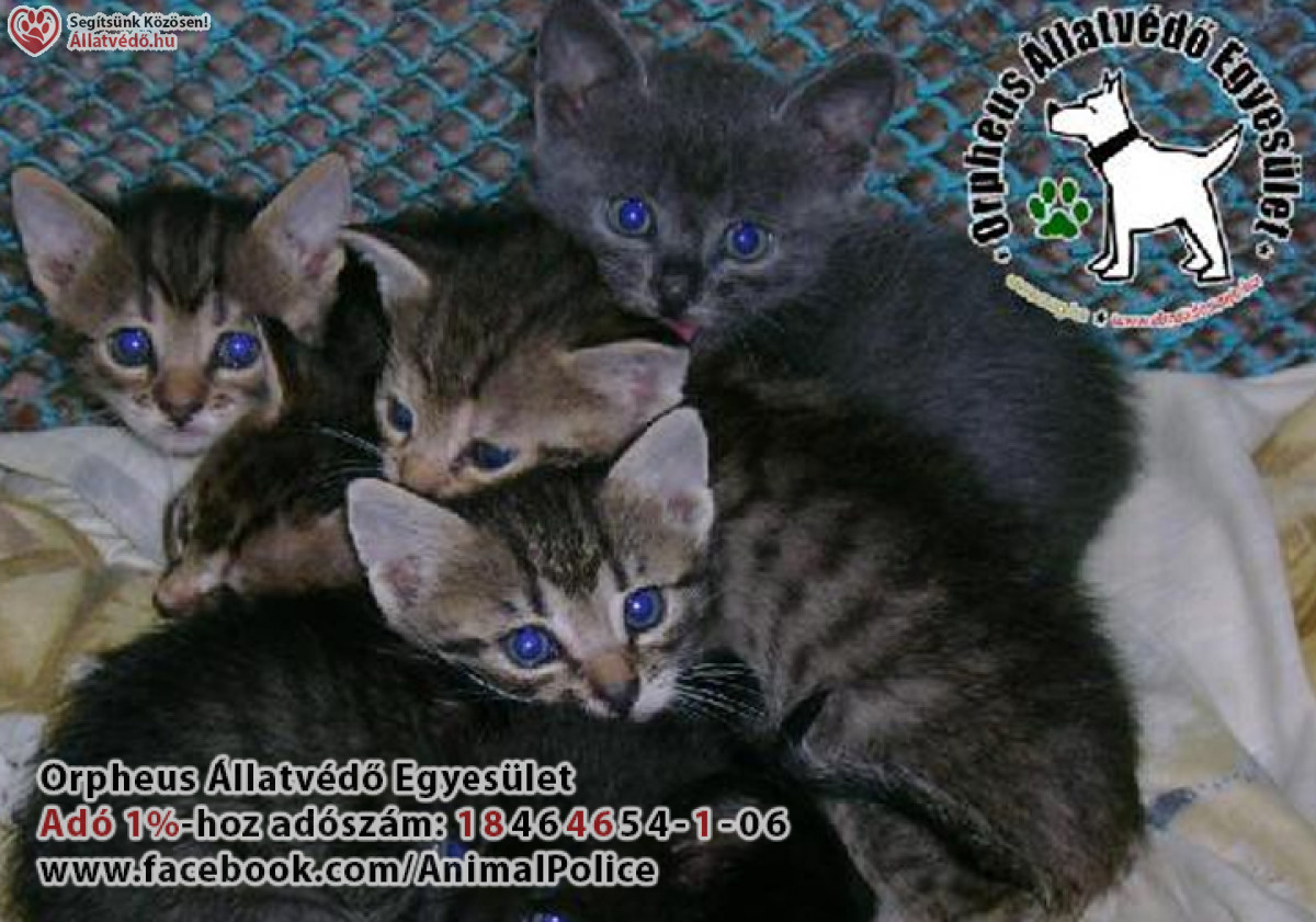 Macskák, állatvédelem, Adó 1% felajánlás