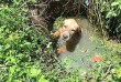 Vízből mentett kutya