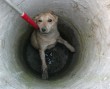Kútba esett kutyust ment az Orpheus Állatvédő Egyesület